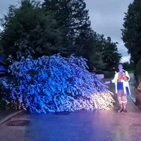 baum_auf_strasse_-_prien.jpg